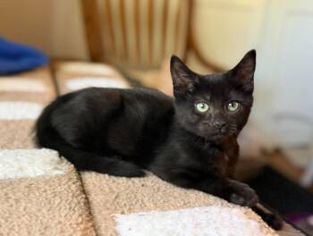 Pecan -  Domestic Short Hair Cat for Adoption in Diamond Springs, California - Pecan | PetCurious
