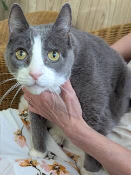 Trip -  Domestic Short Hair Cat for Adoption in Union City, New Jersey - Trip | PetCurious