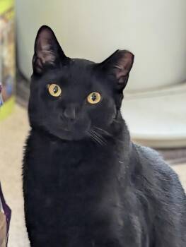 Rescue Bombay Cats for Adoption in Maryville, Tennessee - Spencer | PetCurious