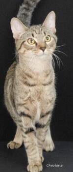 Rubiks Cube -  Domestic Short Hair Cat for Adoption in Newland, North Carolina - Rubiks Cube | PetCurious