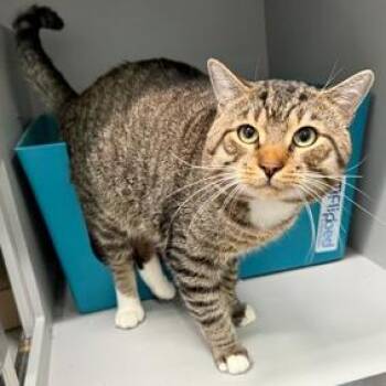 Nino -  Domestic Short Hair Cat for Adoption in New York, New York - Nino | PetCurious