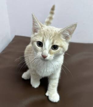 Rescue Domestic Short Hair Cats for Adoption in Wilkesboro, North Carolina - Antoeny | PetCurious