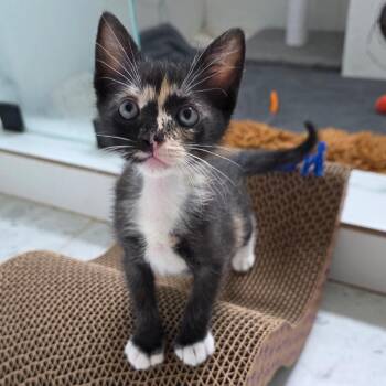 Quill Pen 11 -  Domestic Short Hair Cat for Adoption in Austin, Texas - Quill Pen 11 | PetCurious