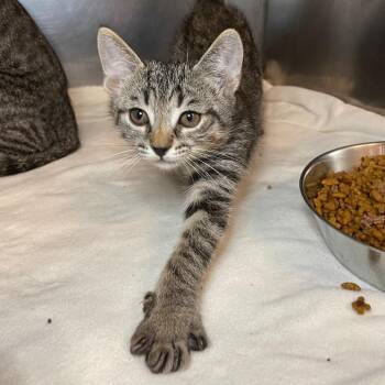 Noah -  Domestic Short Hair Cat for Adoption in Roanoke, Virginia - Noah | PetCurious