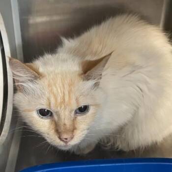 Polar -  Domestic Long Hair and Maine Coon Cat for Adoption in Durant, Oklahoma - Polar | PetCurious