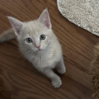 Poe -  Domestic Short Hair Cat for Adoption in Franklin, Tennessee - Poe | PetCurious