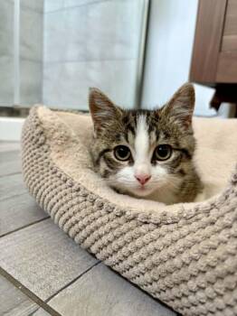 Romarin -  Domestic Short Hair Cat for Adoption in Wakefield, Quebec - Romarin | PetCurious