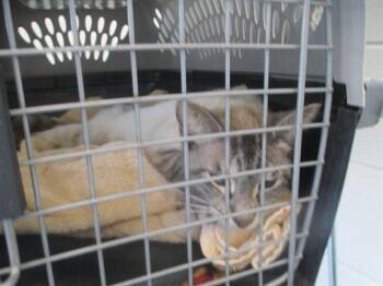 ANNIE -  Domestic Short Hair Cat for Adoption in Ocala, Florida - ANNIE | PetCurious