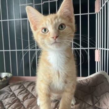 Taco -  Domestic Short Hair Cat for Adoption in Dayton, Ohio - Taco | PetCurious