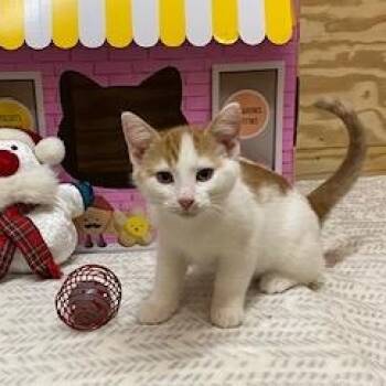 Rescue Tabby Cats for Adoption in Southern Pines, North Carolina - Cade | PetCurious