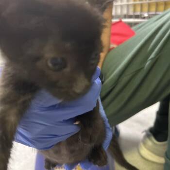 IVHS-Stray-140586 -  Domestic Short Hair Cat for Adoption in San Gabriel, California - IVHS-Stray-140586 | PetCurious