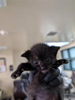 Rescue Domestic Short Hair Cats for Adoption in Pasadena, California - PEPPER | PetCurious