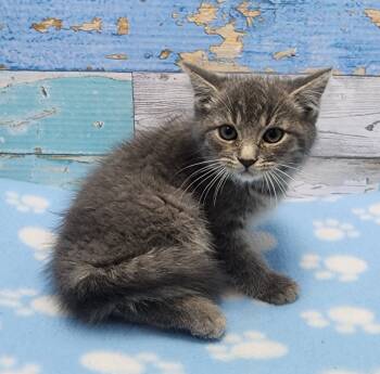 Rescue Domestic Short Hair Cats for Adoption in Washington Court House, Ohio - Pickletoes | PetCurious