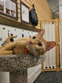 Domestic Short Hair Cats Available for Adoption in St. Cloud, Minnesota - Copper | PetCurious