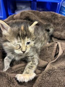 Domestic Short Hair Cats Available for Adoption in Dallas, Texas - PEQUIN | PetCurious