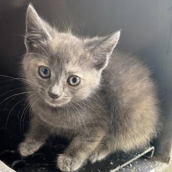 Prue -  Domestic Short Hair Cat for Adoption in Goshen, Indiana - Prue | PetCurious