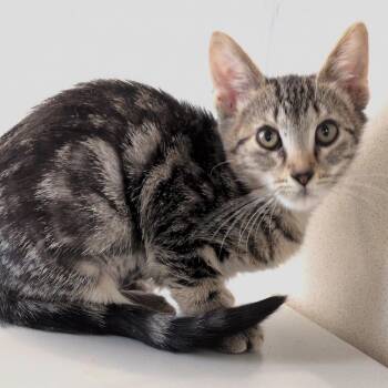 Annie -  Domestic Short Hair Cat for Adoption in Reno, Nevada - Annie | PetCurious