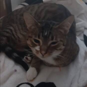 Rescue Domestic Short Hair Cats for Adoption in Nokesville, Virginia - Chelsea | PetCurious