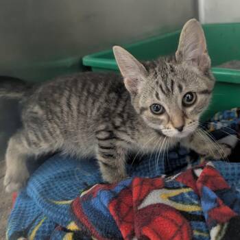 Domestic Short Hair Cats Available for Adoption in Evansville, Indiana - Babel | PetCurious