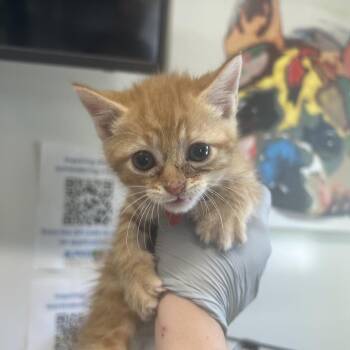 Domestic Short Hair Cats Available for Adoption in Morganton, North Carolina - Vier | PetCurious