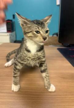 JELLO -  Domestic Short Hair Cat for Adoption in Doral, Florida - JELLO | PetCurious