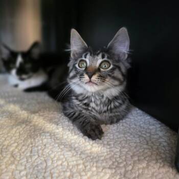 Willow -  Domestic Short Hair Cat for Adoption in Spokane, Washington - Willow | PetCurious
