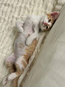 Lightning -  Domestic Short Hair Cat for Adoption in Frisco, Texas - Lightning | PetCurious