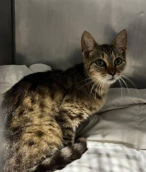 Treasure -  Domestic Short Hair Cat for Adoption in Pierceton, Indiana - Treasure | PetCurious
