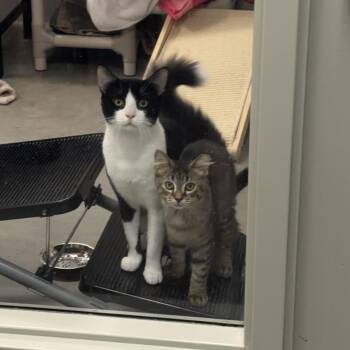 Rascal -  Domestic Short Hair Cat for Adoption in Pittsburgh, Pennsylvania - Rascal | PetCurious