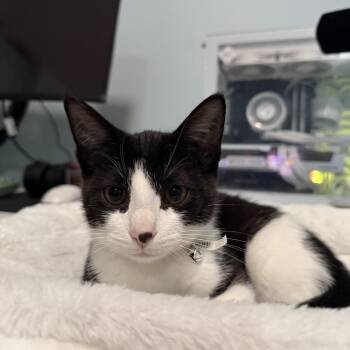 Dragonfly Russo -  Domestic Short Hair Cat for Adoption in Merrifield, Virginia - Dragonfly Russo | PetCurious