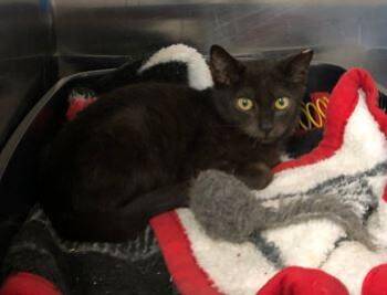 Rescue Domestic Short Hair Cats for Adoption in Russellville, Kentucky - Donny Darko | PetCurious