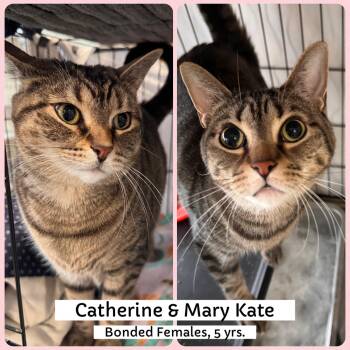 Domestic Short Hair Cats Available for Adoption - Catherine & Mary Kate | PetCurious