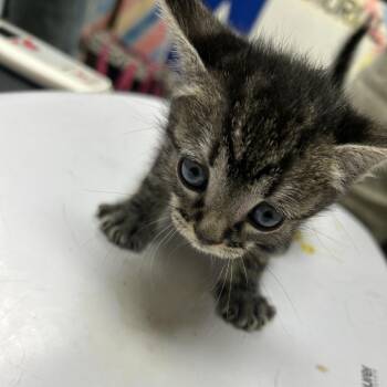 Hershey -  Domestic Short Hair Cat for Adoption in Lufkin, Texas - Hershey | PetCurious