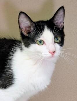 Will -  Domestic Short Hair Cat for Adoption in Bellevue, Washington - Will | PetCurious