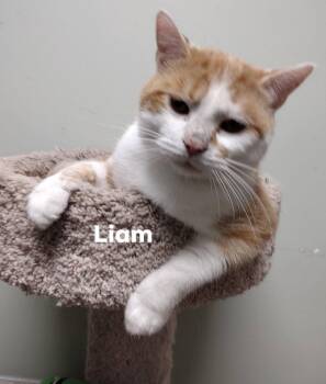 Domestic Short Hair Cats Available for Adoption in Monroe, Ohio - Liam | PetCurious
