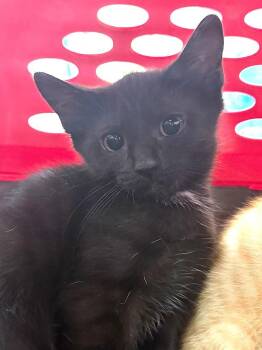 Alani -  Domestic Short Hair Cat for Adoption in Pomona, New York - Alani | PetCurious