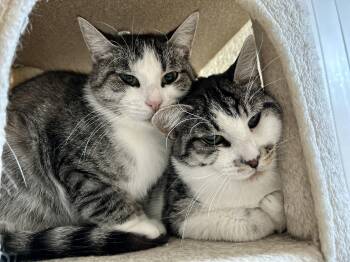 Rescue Domestic Short Hair Cats for Adoption in Guelph, Ontario - Cindy And Mink | PetCurious