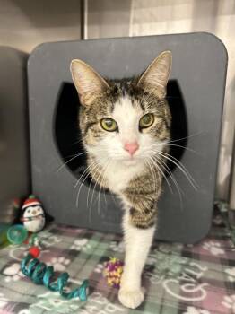 Rosehip / 2 of 3 -  Domestic Short Hair Cat for Adoption in Dayton, Minnesota - Rosehip / 2 Of 3 | PetCurious