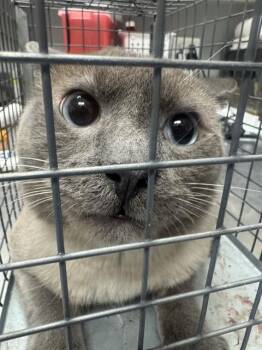 BUTCH -  Siamese Cat for Adoption in Las Vegas, Nevada - BUTCH | PetCurious