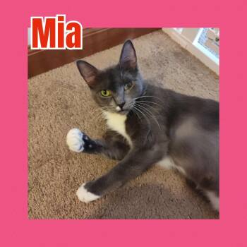 Rescue Domestic Short Hair Cats for Adoption in Liberty, New York - Mia | PetCurious
