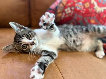 Tabby and Domestic Short Hair Cats Available for Adoption in Friendswood, Texas - Squishy Mellow | PetCurious