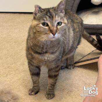 Domestic Short Hair Cats Available for Adoption in Washington, District Of Columbia - Sylvie | PetCurious