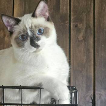Whirlpool -  Siamese Cat for Adoption in Nampa, Idaho - Whirlpool | PetCurious