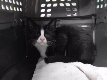 RAVEN -  Domestic Medium Hair and Domestic Short Hair Cat for Adoption in Omaha, Nebraska - RAVEN | PetCurious