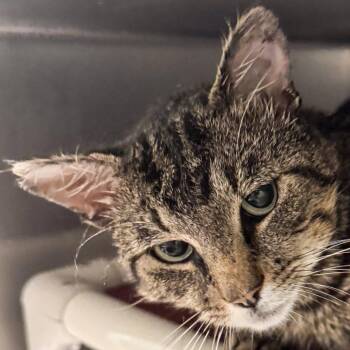 Firecracker -  Domestic Short Hair Cat for Adoption in Kennebunk, Maine - Firecracker | PetCurious