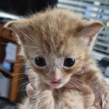 George -  Domestic Short Hair Cat for Adoption in Grantsville, Utah - George | PetCurious