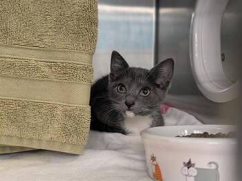 BRIAR ROSE -  Domestic Short Hair Cat for Adoption in Palo Alto, California - BRIAR ROSE | PetCurious