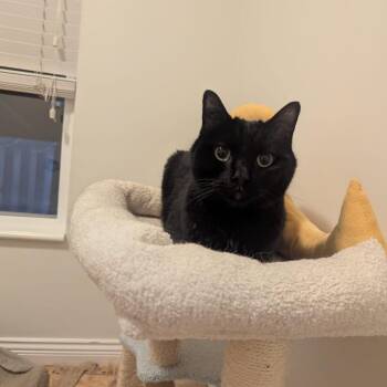 Samuel -  Domestic Short Hair Cat Available for Adoption in Lions Bay, British Columbia - Samuel | PetCurious