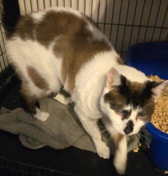 Rodeo -  Domestic Short Hair and Siamese Cat for Adoption in Battle Ground, Washington - Rodeo | PetCurious