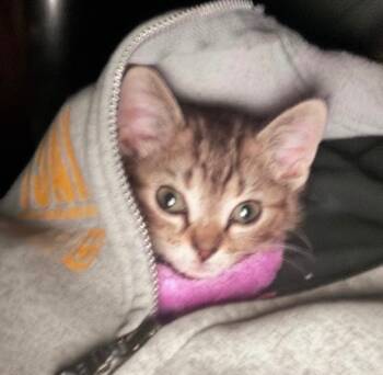 Rescue Domestic Short Hair Cats for Adoption in Crandon, Wisconsin - Millie | PetCurious